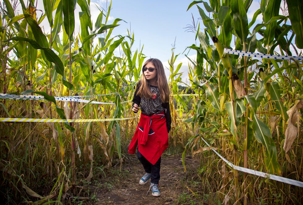 a young blonde girl wandering a corn maze