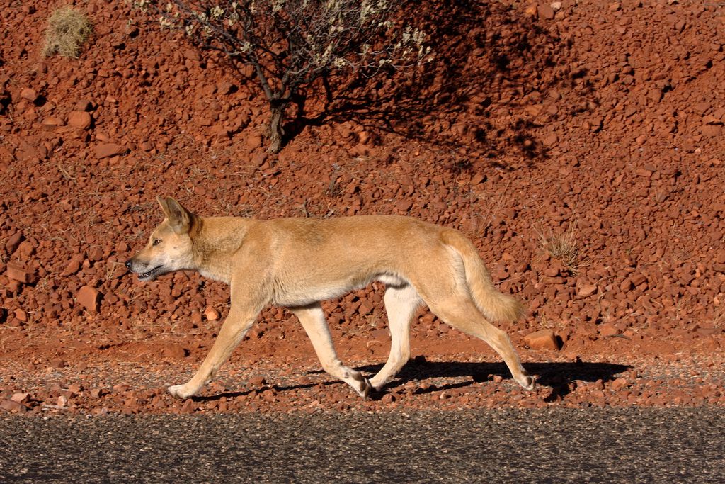 The Unexpected Result of Australia's Dingo Fence - JSTOR Daily