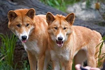 dingoes