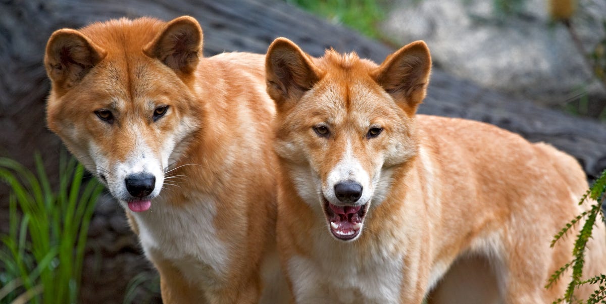 Runner Hospitalized After Being Attacked By Dingos in Australia