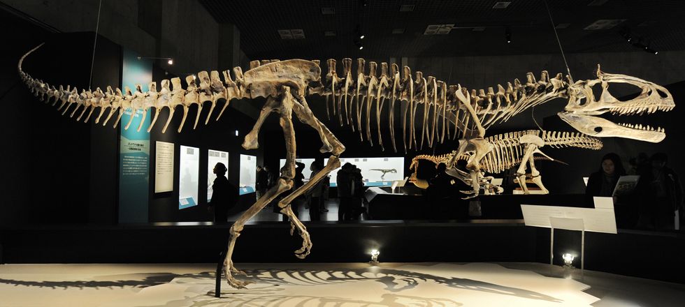 the skeleton of a cryolophosaurus ellioti is diplayed at the exhibition of dinosaurs of gondwana at the national science museum in tokyo on march 13, 2009 the three month long exhibition will open on march 14 the jurassic dinosaurs, cryolophosaurus ellioti was discovered in antarctica 1990 afp photokazuhiro nogi photo credit should read kazuhiro nogiafp via getty images