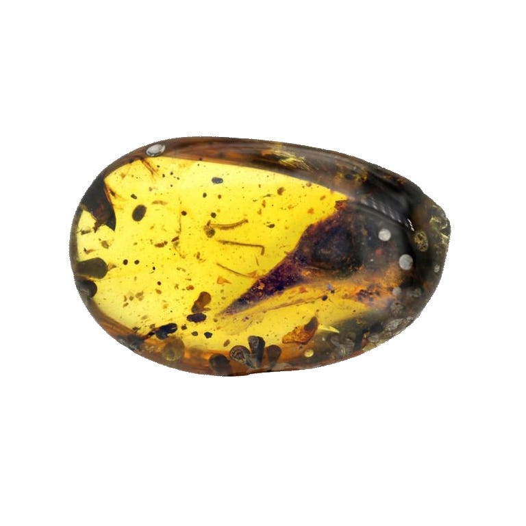 Smallest Known Dinosaur Found in Amber