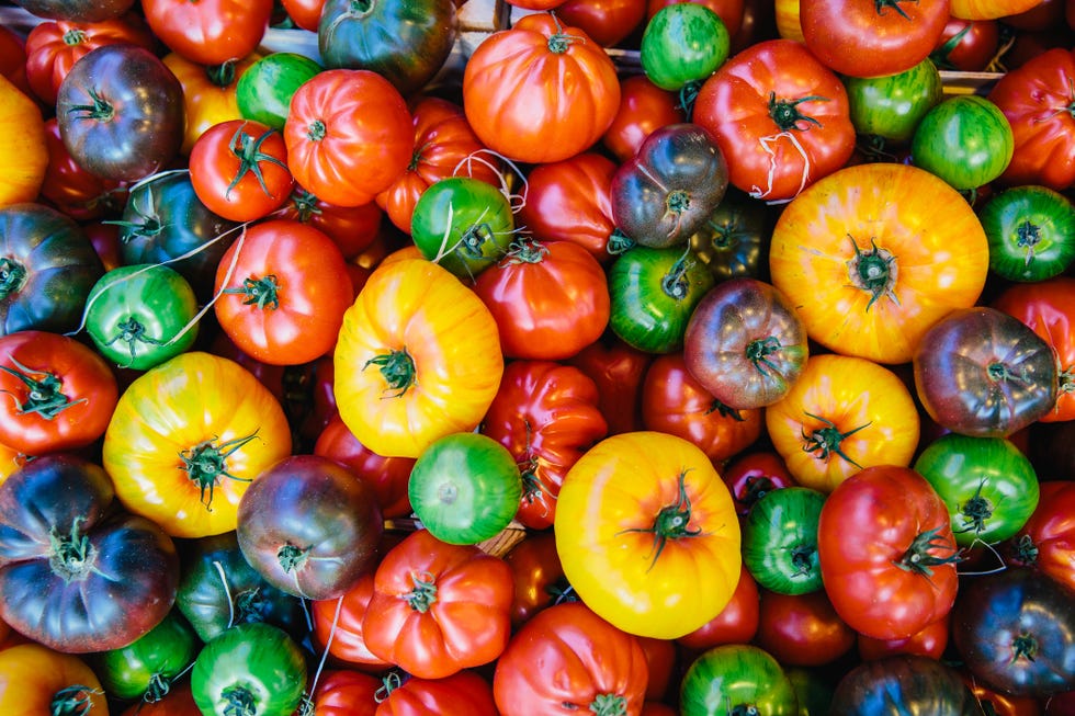 Цветные помидоры. 101 Томат. Tomatoes Multicoloured. Multicolored Tomatoes.