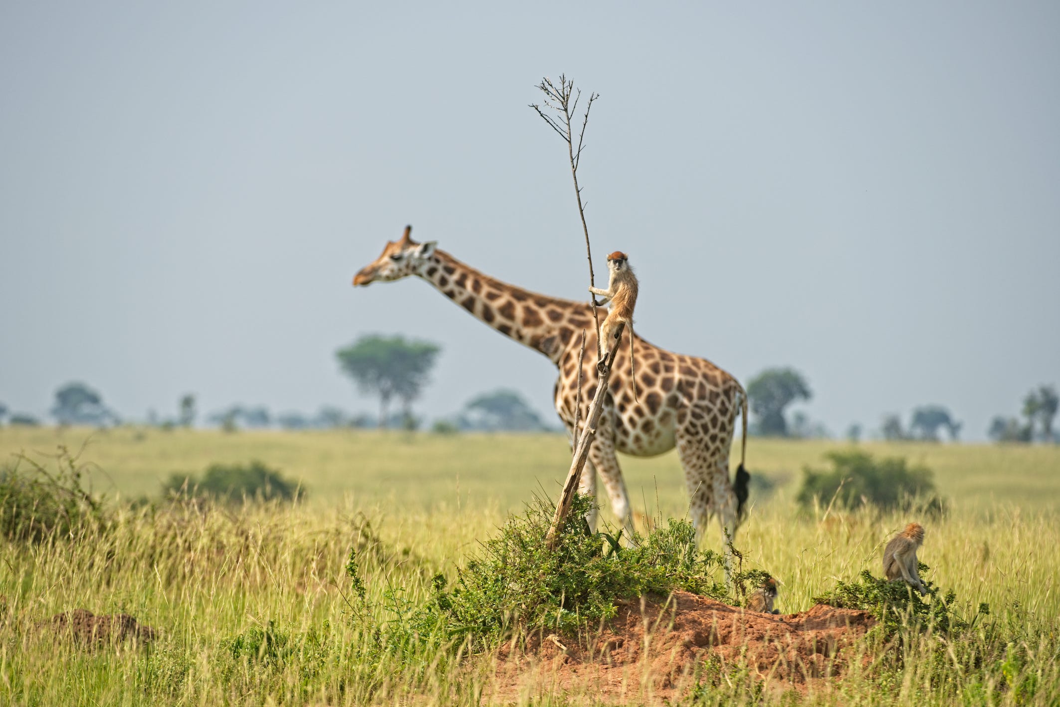 2021 comedy wildlife finalists