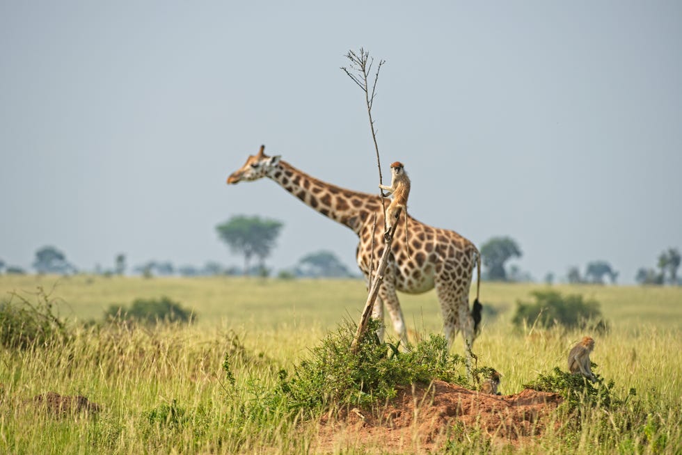 2021 comedy wildlife finalists