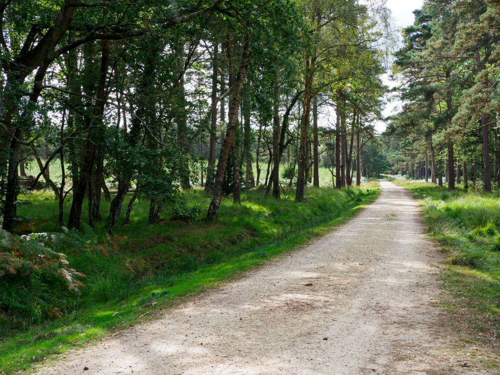 dirt road through the new forest, hampshire, uk