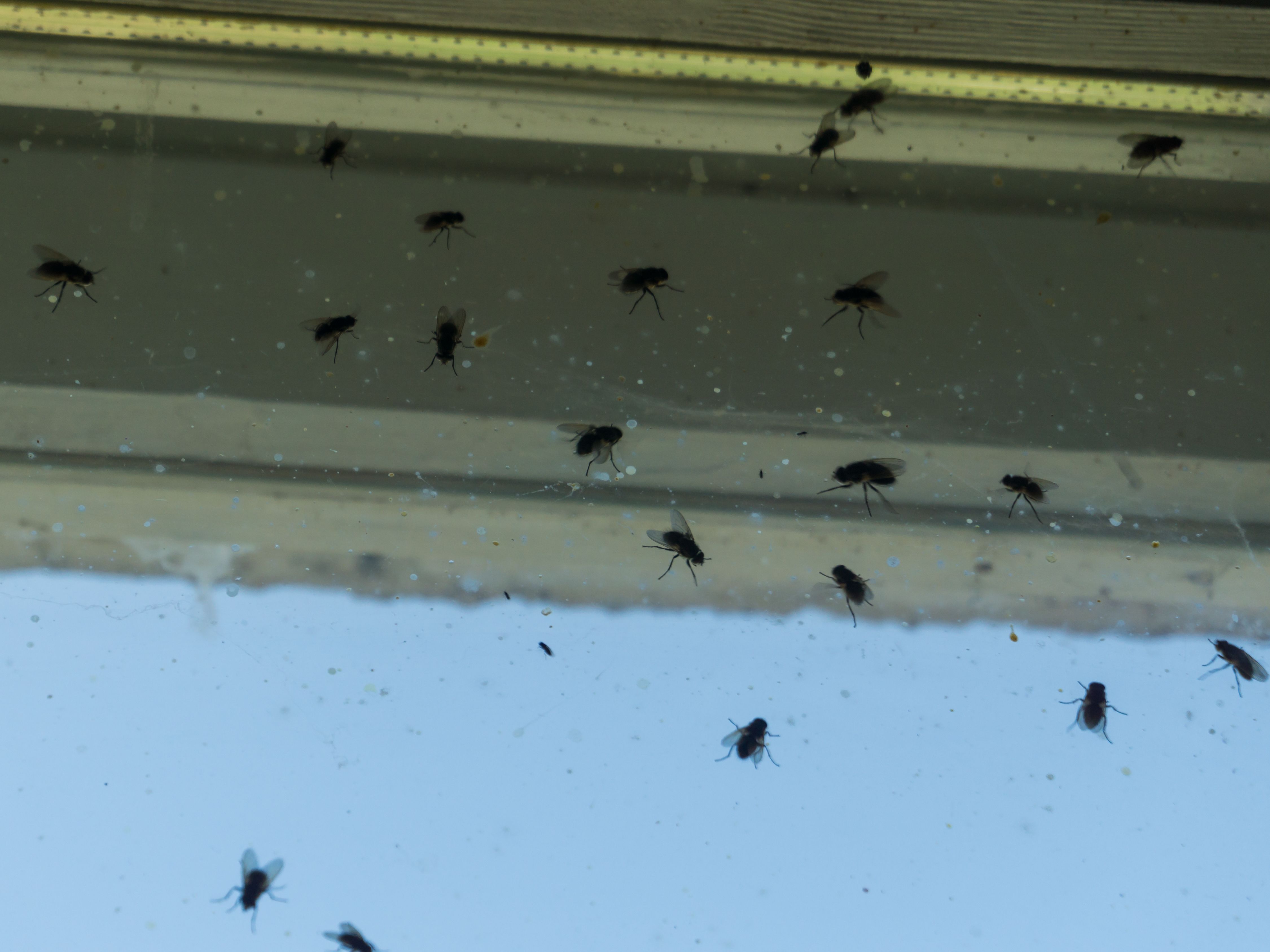 Kills flies invisibly inside windows