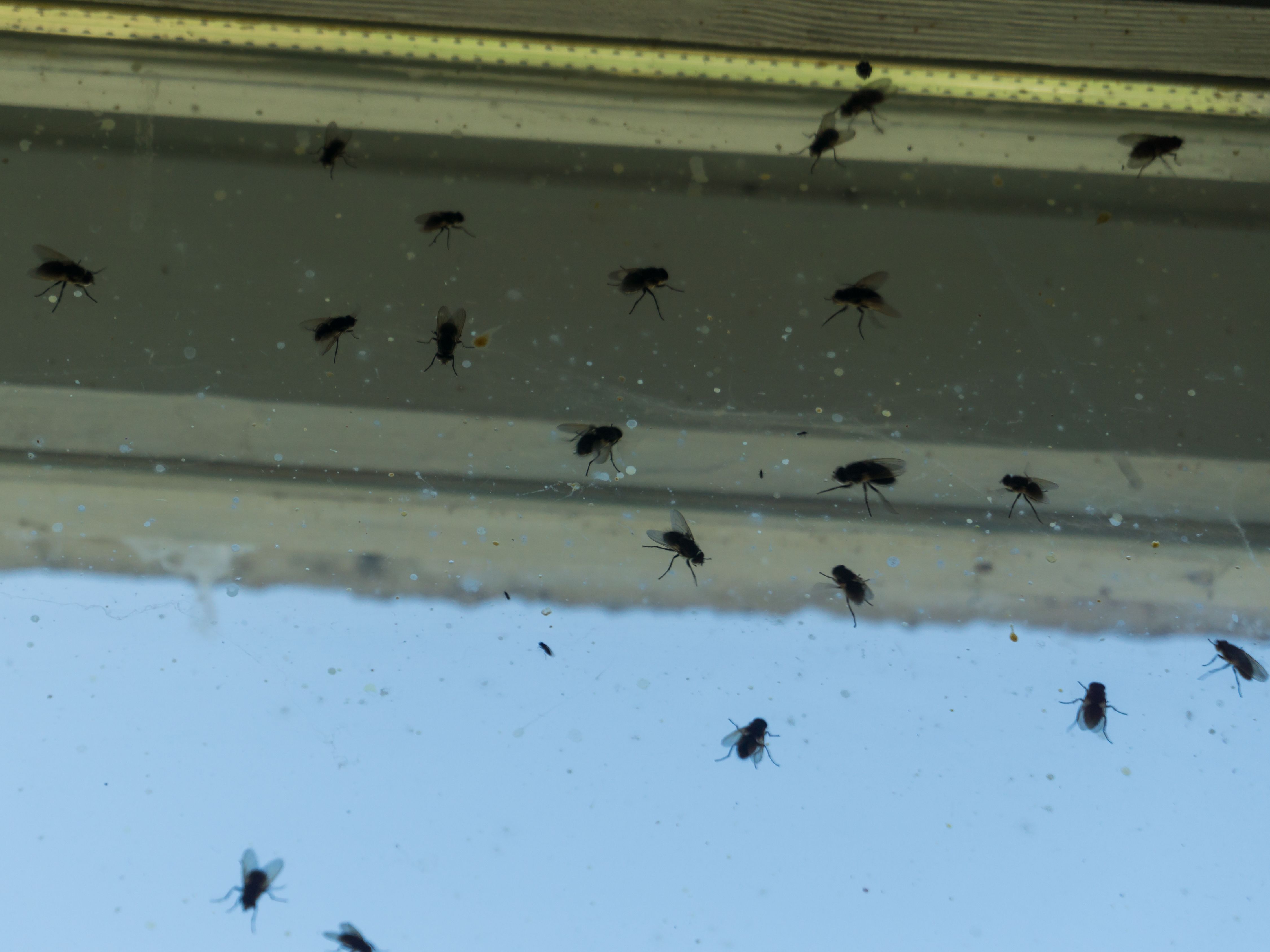 These DIY Fly Paper Strips Eliminate Flies