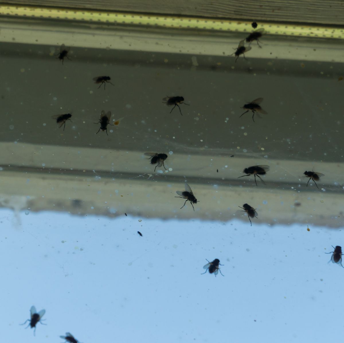 Controlling Flies in Your Home
