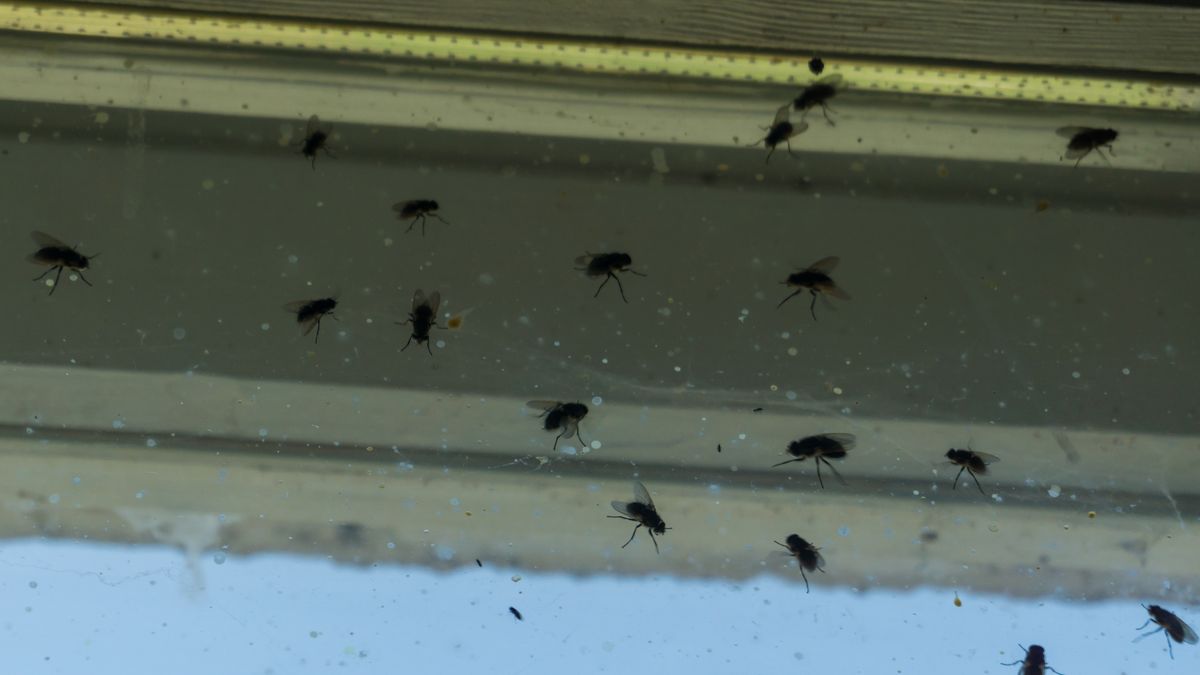 Natural methods to get rid of flies at home - Ideas by Mr Right