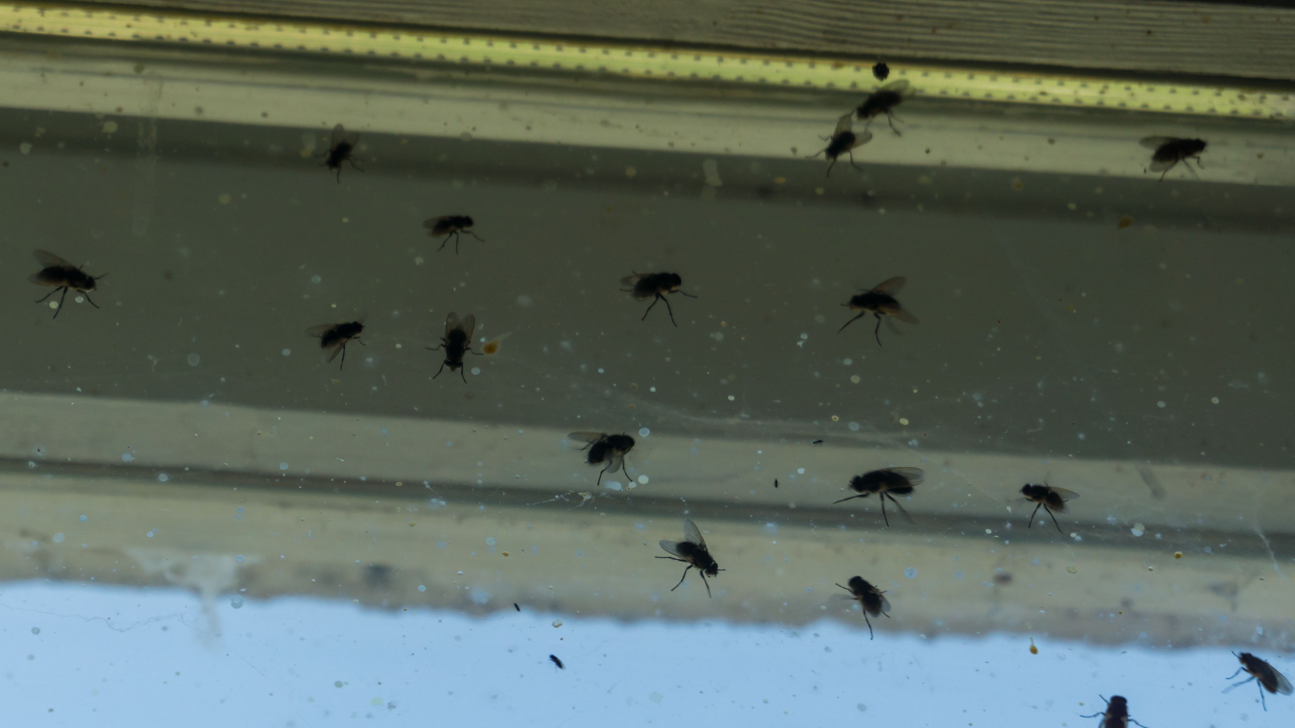https://hips.hearstapps.com/hmg-prod/images/dirty-window-covered-with-flies-and-other-insects-royalty-free-image-1594592358.jpg?crop=1xw:0.74994xh;center,top