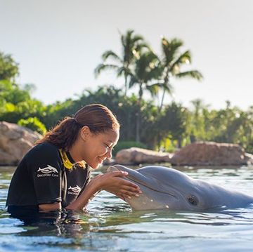 a dolphin encounter at discovery cove, a good housekeeping pick for the best things to do in orlando
