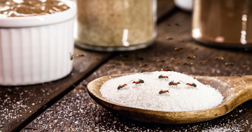 sugar ants
