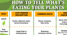 guide to identifying plant pests and their effects