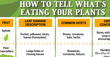 guide to identifying plant pests and their effects