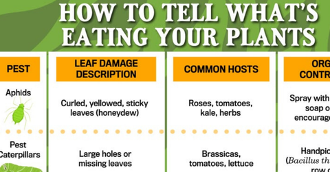 guide to identifying plant pests and their effects