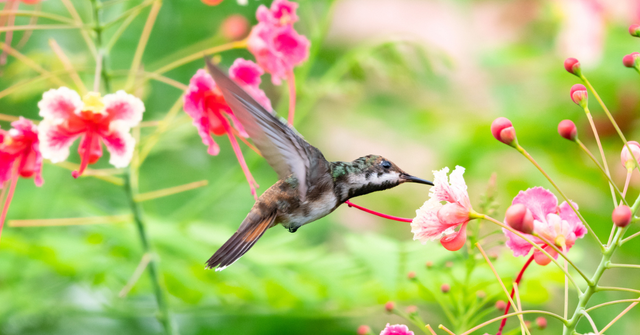 hummingbird feeding on a flower