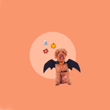 disfraces halloween perros