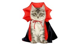 disfraz vampiro gatos halloween