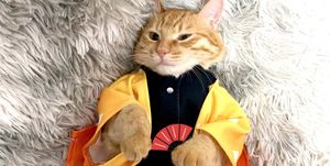 disfraz para gato kimono geisha japonés en etsy