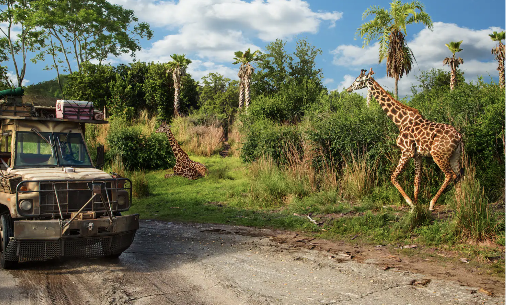 a truck driving next to giraffes during the kilimanjaro safari ride at disney's animal kingdom theme park