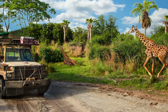 a truck driving next to giraffes during the kilimanjaro safari ride at disney's animal kingdom theme park