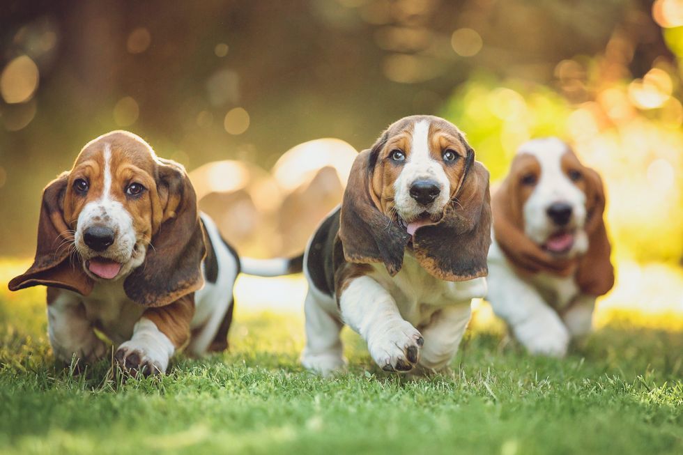 three basset hound puppies joyfully running in grass in placerville, california
