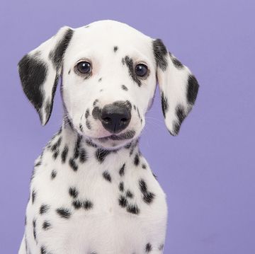 The most popular Disney-inspired pet names right now