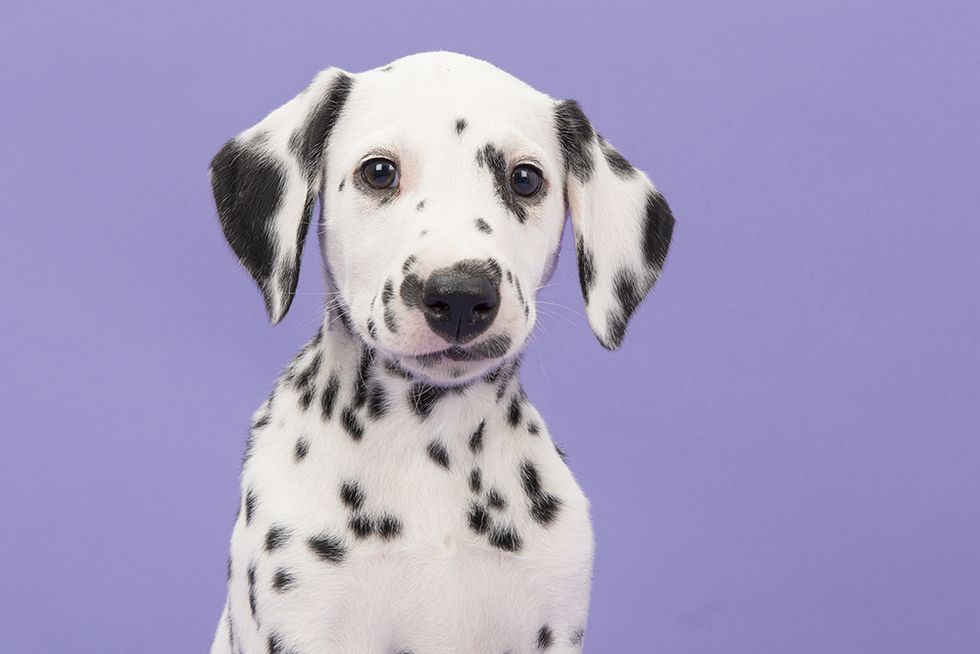 The most popular Disney-inspired pet names right now