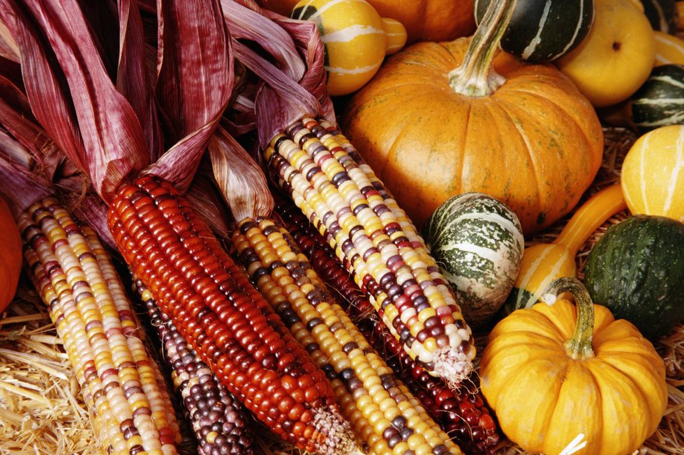 display of indian corn, squash and pumpkins, close up