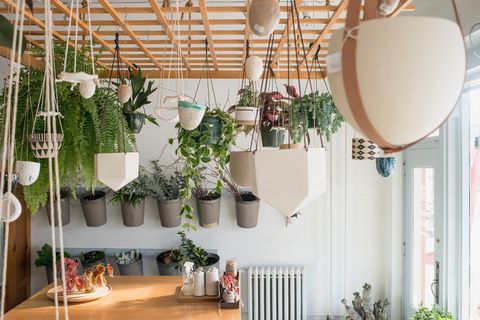 green, room, interior design, houseplant, plant, architecture, ceiling, home, textile, building,