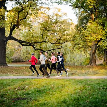 a distant side view of joggers running next to a row of trees