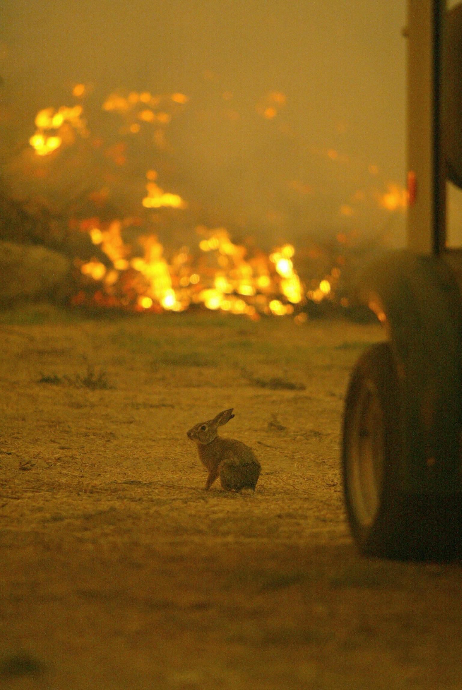 Animals During Wildfire | Where Animals Go During a Fire