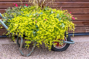 a disused old wheelbarrow filled withcreeping jenny lysimachia nummularia trailing plant and red geraniums for a garden feature