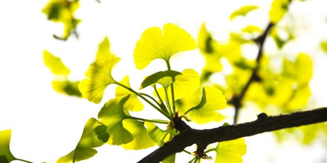 Yellow, Leaf, Flower, Plant, Branch, Tree, Petal, Flowering plant, Twig, Plant stem, 