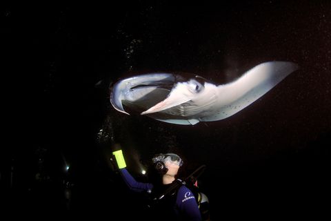 diver observes a manta ray