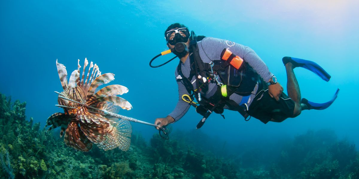 The Race To Kill Lionfish, The Invasive Species Threatening Our Seafood Supply