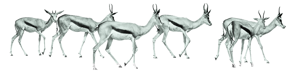 Vertebrate, Antelope, Gazelle, Wildlife, Springbok, Deer, Terrestrial animal, Cow-goat family, Adaptation, Drawing, 