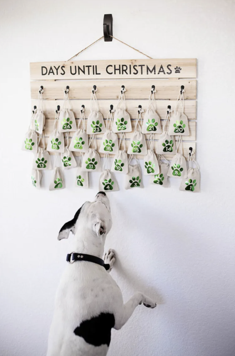 black and white dog jumping up to sniff a doggie advent calendar