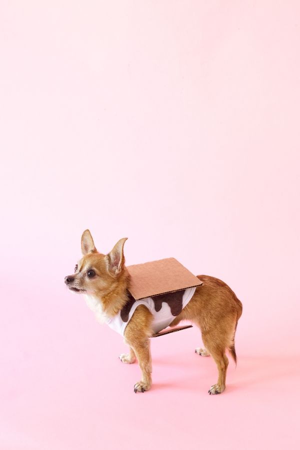 homemade dog costumes for humans
