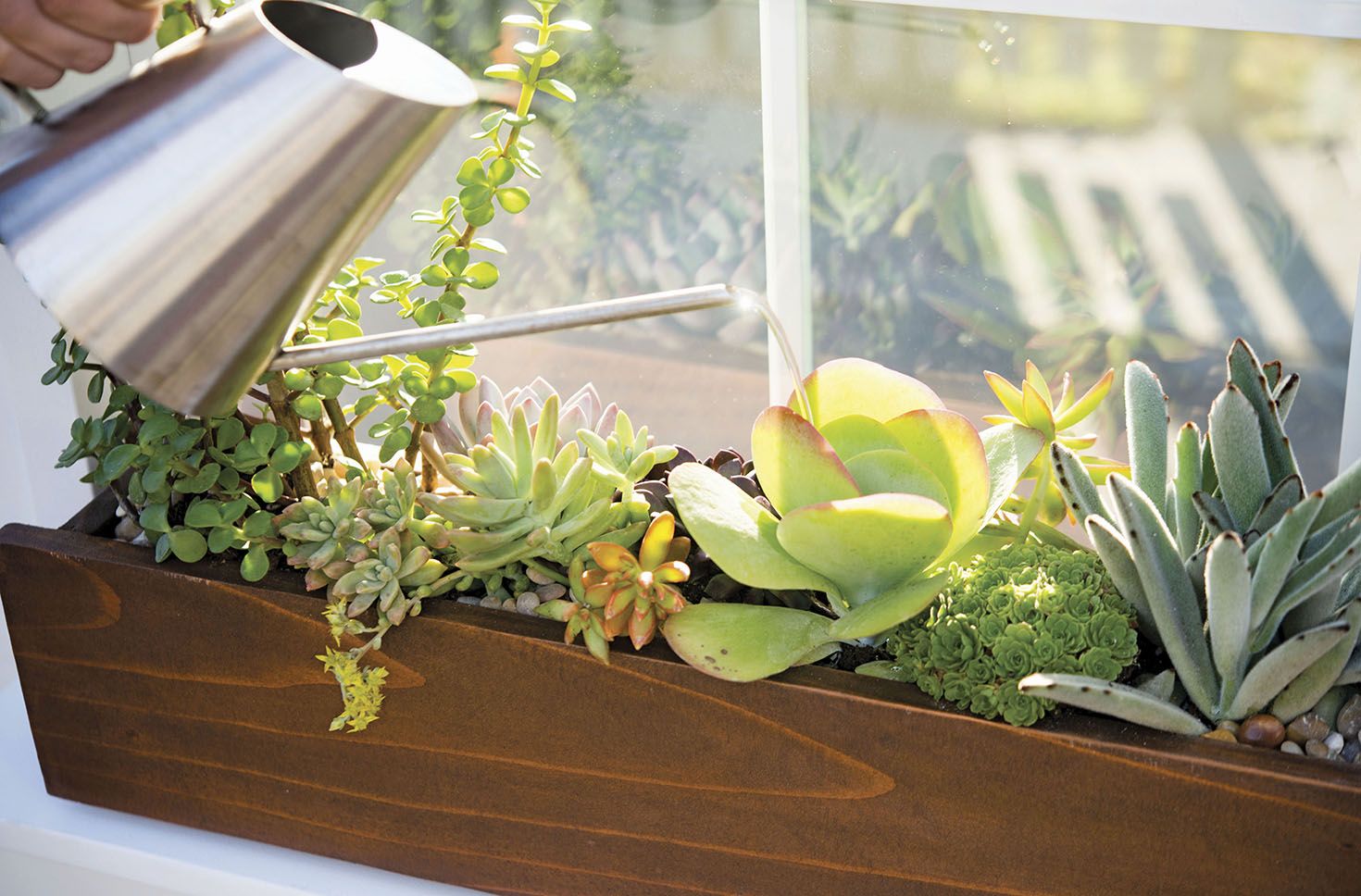 Image of Succulent garden in window box