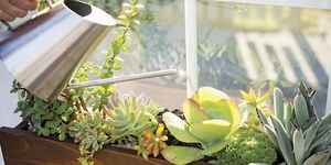 how to build a succulent window box