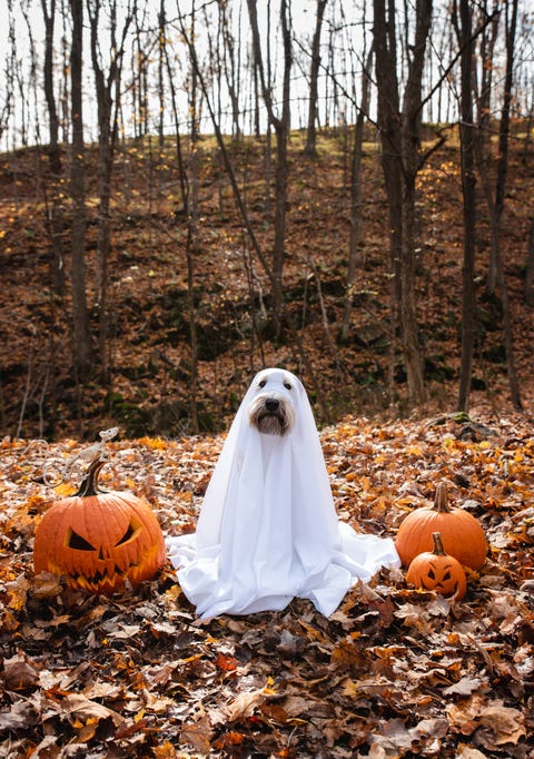 dog wearing diy ghost costume sitting between pumpkins