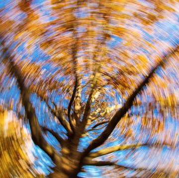 dizzy tree on the blue sky with beautiful autumn colors