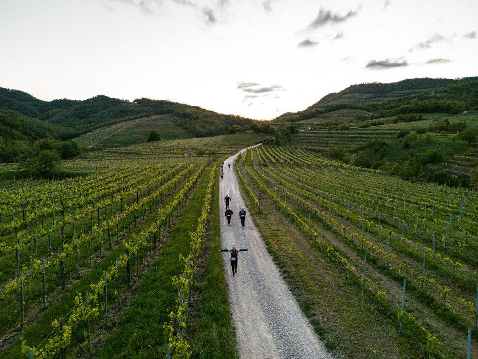 a group of people biking through a vineyard at sunset