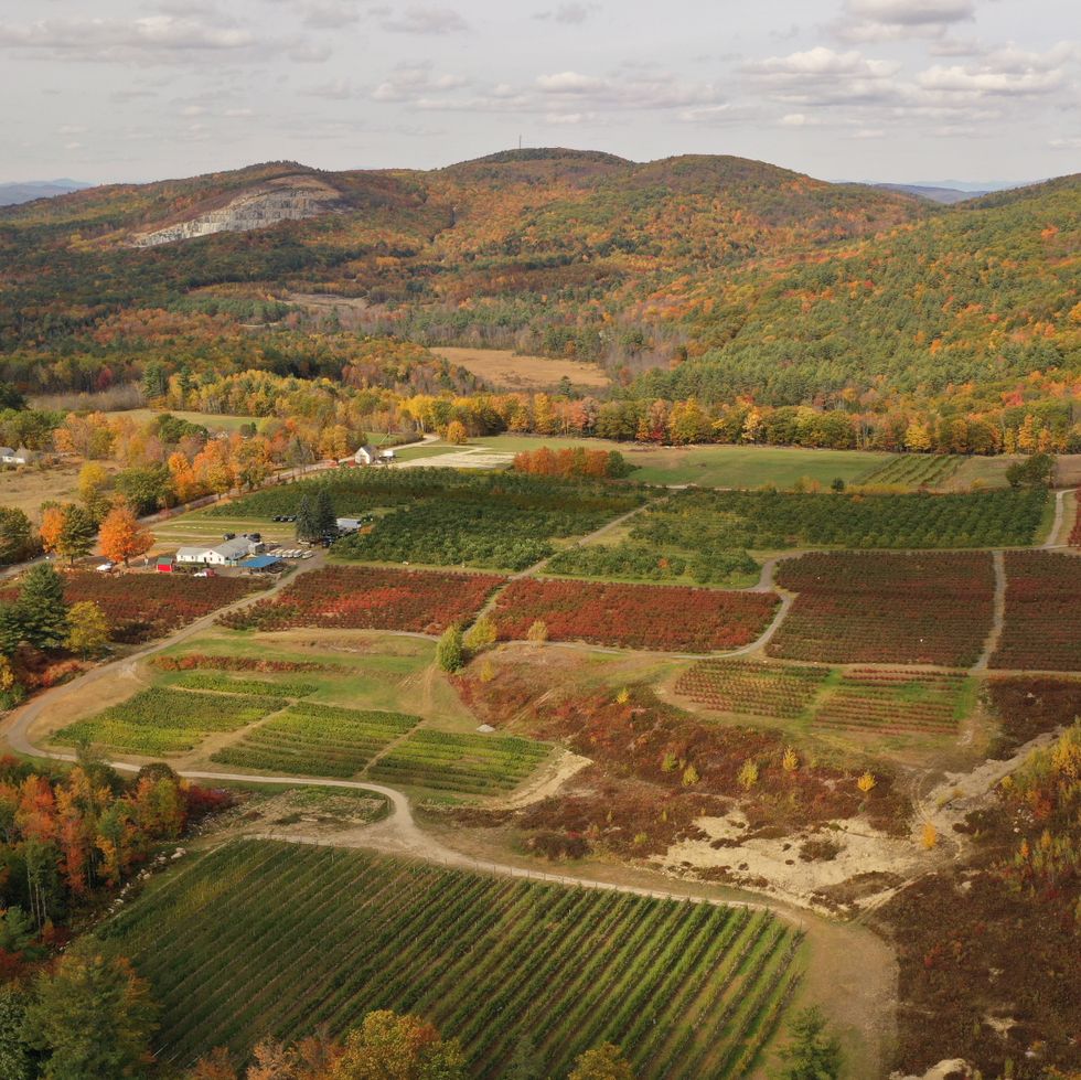 view of apple orchard in fall nestled between rolling hills