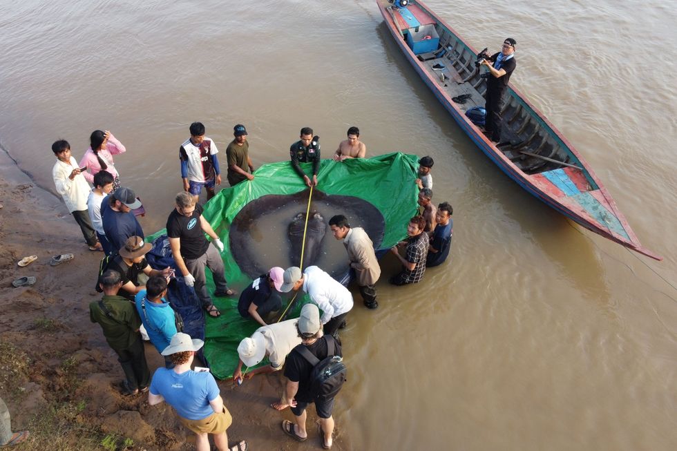 Teamleden van het project Wonders of the Mekong en van samenwerkende organisaties overheidsbeambten en dorpelingen tillen de driehonderd kilo zware reuzenzoetwaterpijlstaartrog terug naar de rivier de Mekong de vis was kort daarvoor van een zendertje voorzien