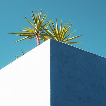 Blue, Green, Daytime, Sky, Tree, Azure, Turquoise, Plant, Palm tree, Arecales, 