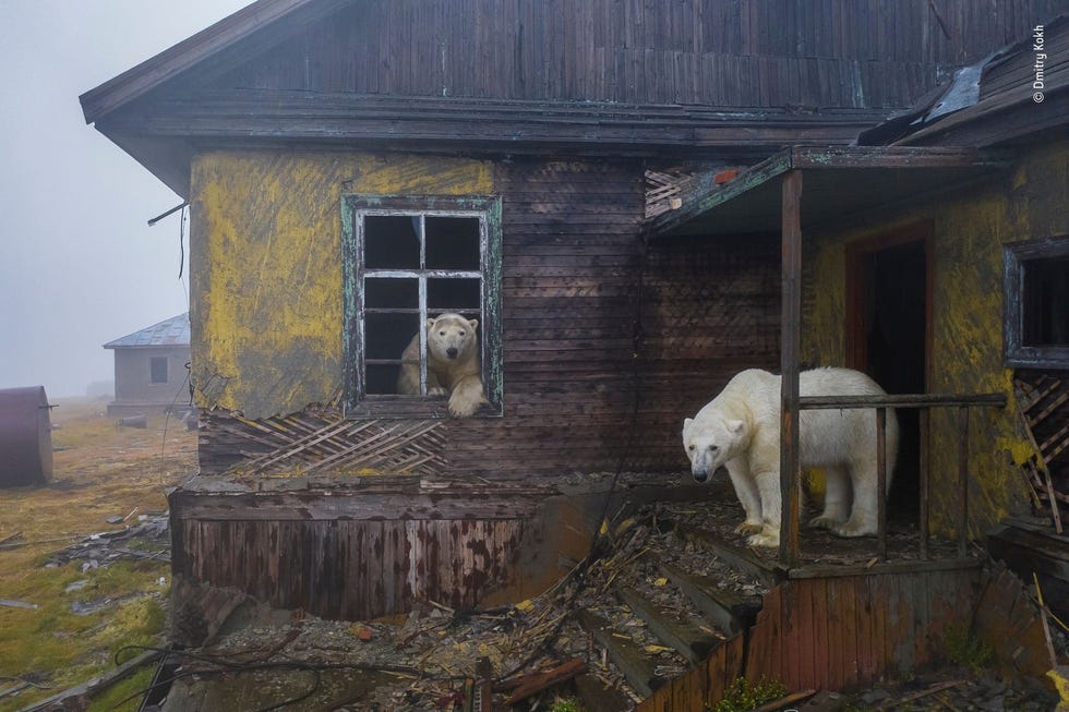 House of bears by Dmitry Kokh, Russia Winner, Urban Wildlife Fotograaf Dmitry Kokh won in de categorie Urban Wildlife met deze foto van ijsberen die rondstruinen in een verlaten nederzetting aan de Russische kant van de Tsjoektsjenzee