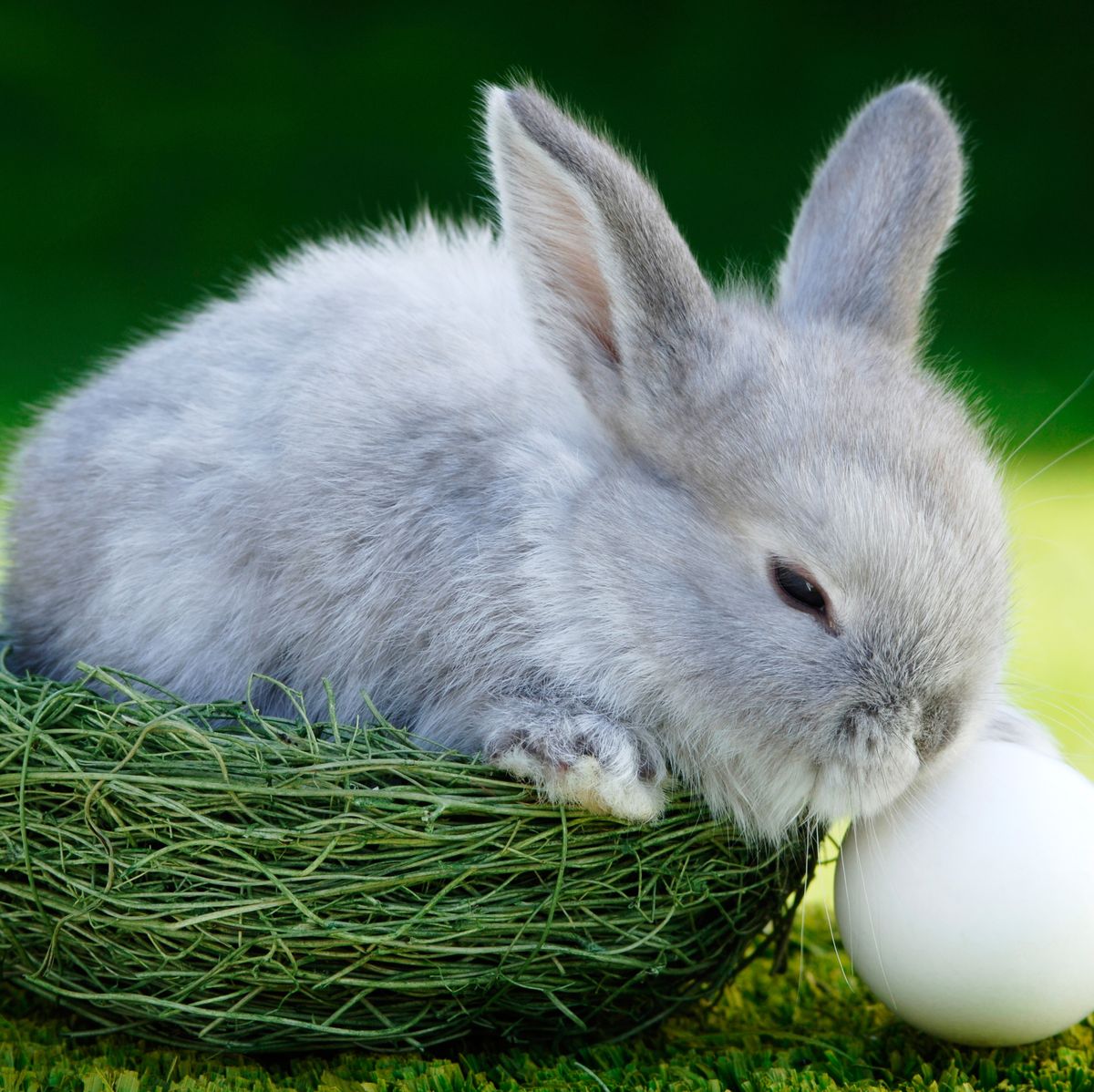 Why is Easter associated with bunnies and eggs?